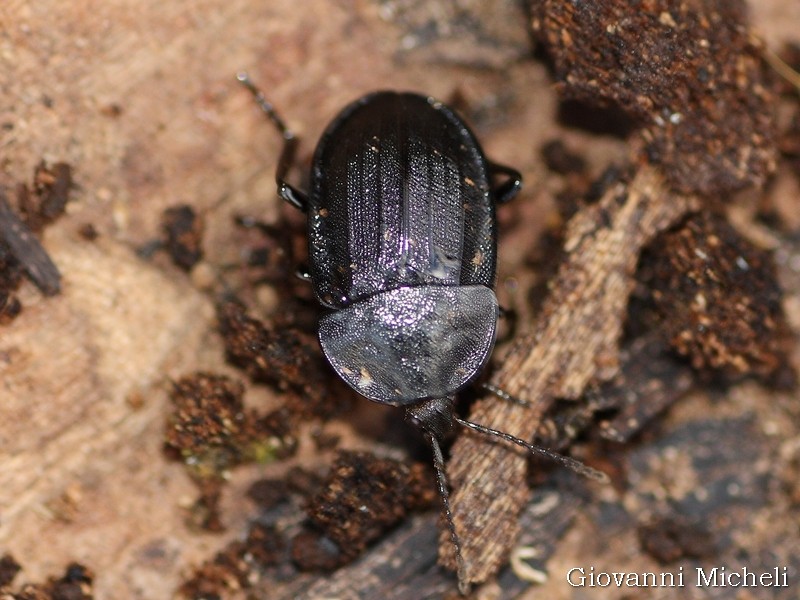 Silpha atrata?....Phosphuga atrata  (Silphidae)